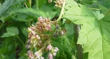 Příčiny a způsoby řešení froté černého rybízu, co dělat pro léčbu